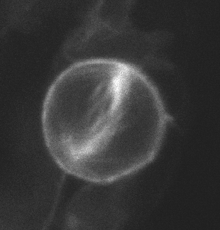 mitose cellulaire reproduction.